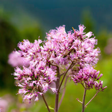 Allium - Summer Sparkler Mix: 60 Bulbs