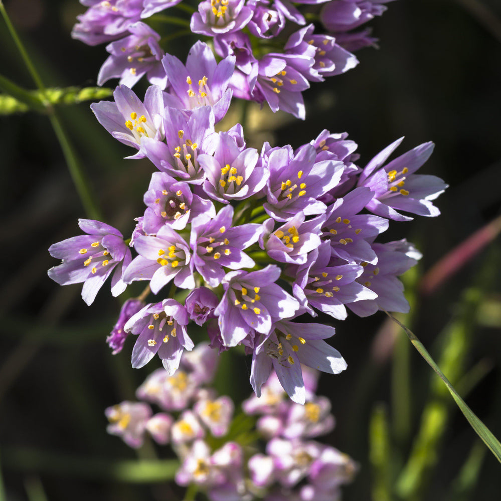 Allium - Summer Sparkler Mix: 60 Bulbs