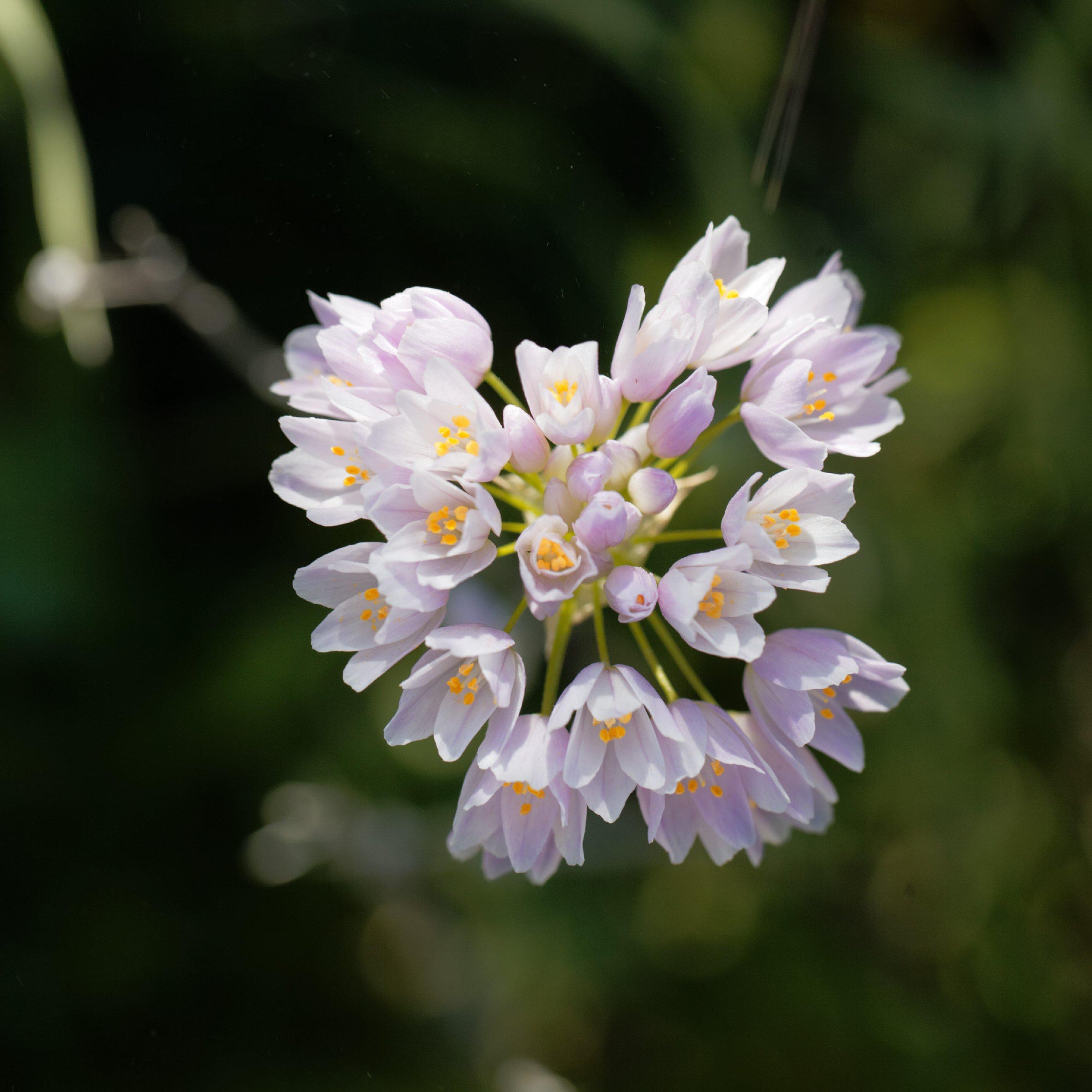 Allium - Summer Sparkler Mix: 60 Bulbs