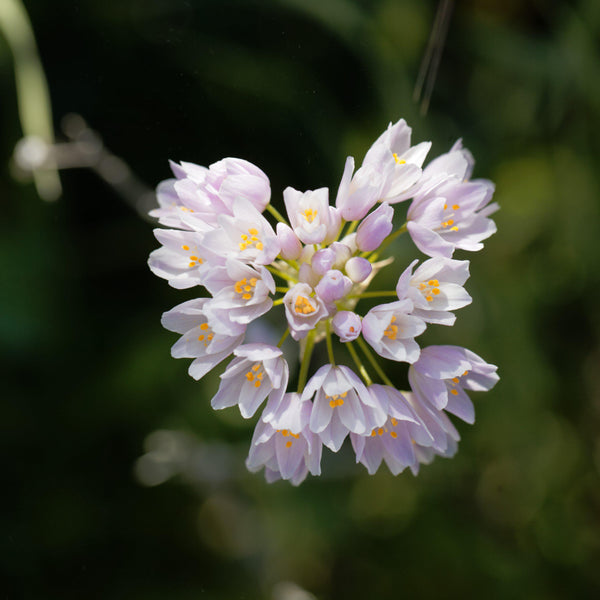 Allium - Summer Sparkler Mix: 60 Bulbs