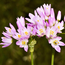 Allium - Summer Sparkler Mix: 60 Bulbs