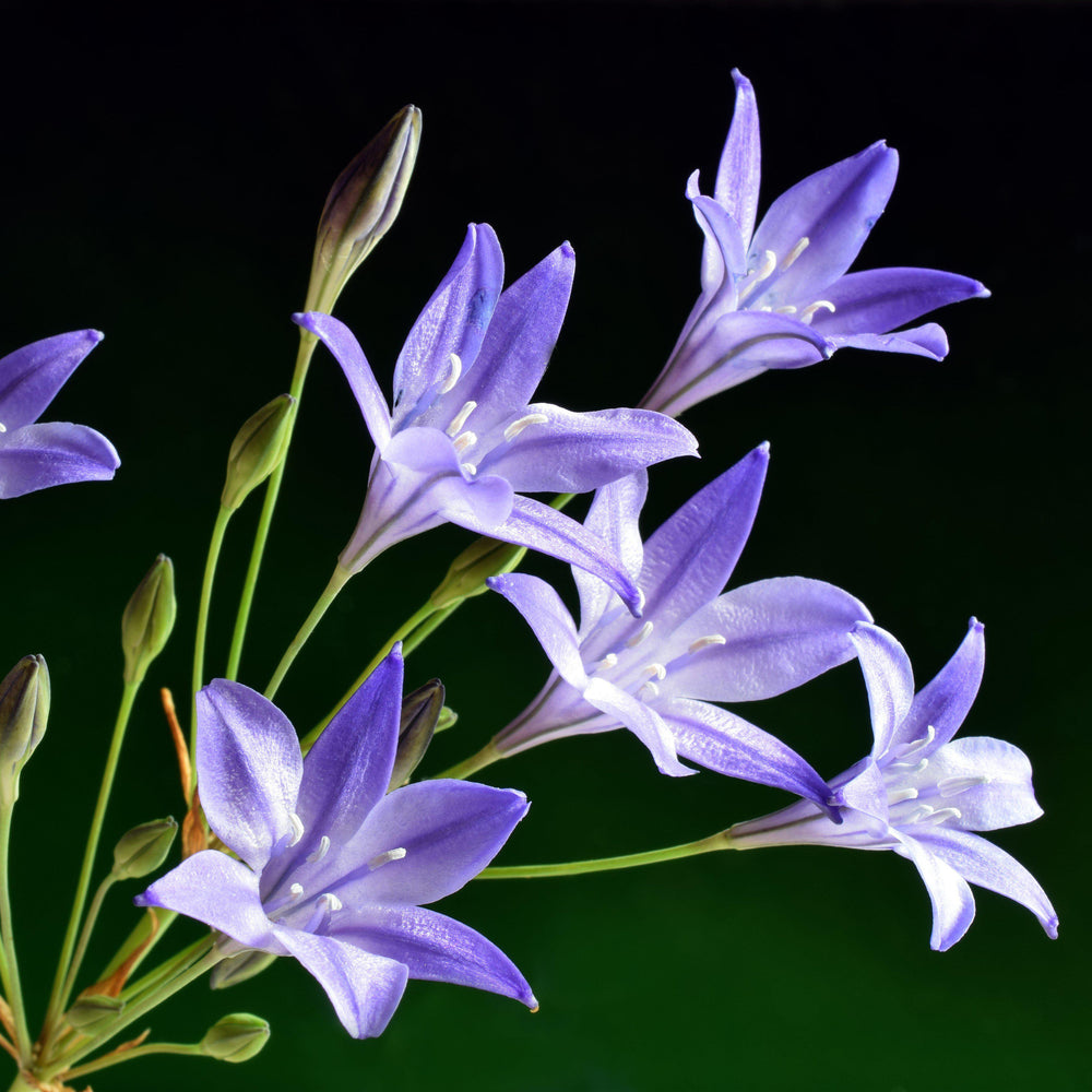 Triteleia - Queen Fabiola: 20 Bulbs