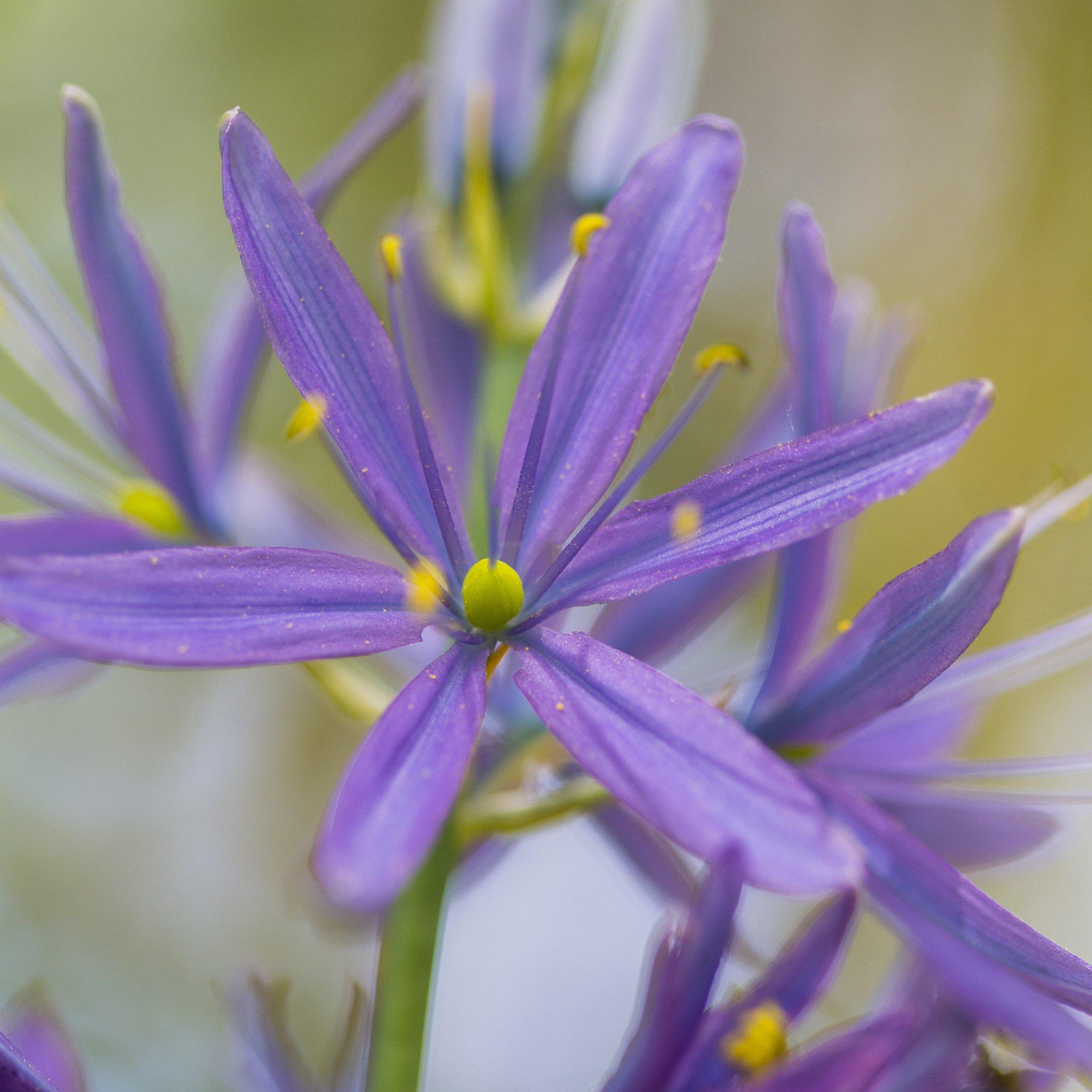 Camassia - Esculenta Indian Hyacinth: 5 Bulbs