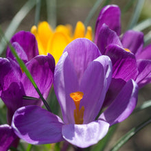 Crocus - Flower Record: 20 Bulbs