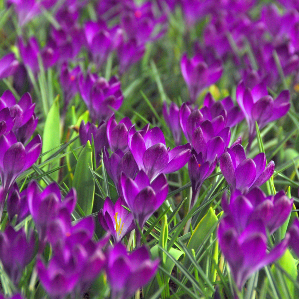 Crocus - Flower Record: 20 Bulbs