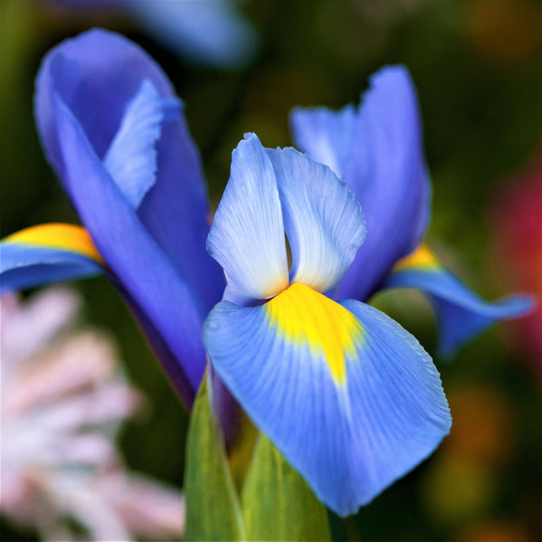 Dutch Iris - Blue Diamond: 20 Bulbs