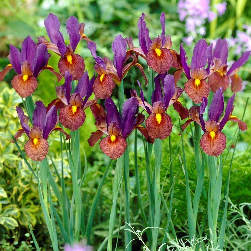 Dutch Iris - Eye of the Tiger: 20 Bulbs