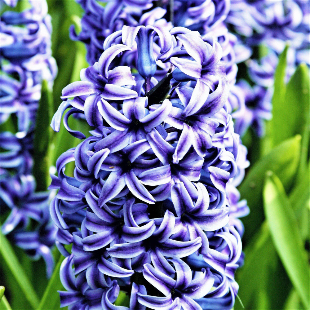 Hyacinth - Blue Jacket