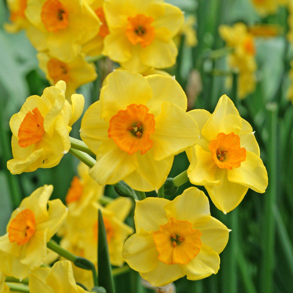 Narcissus - Daffodil Golden Dawn: 10 Bulbs