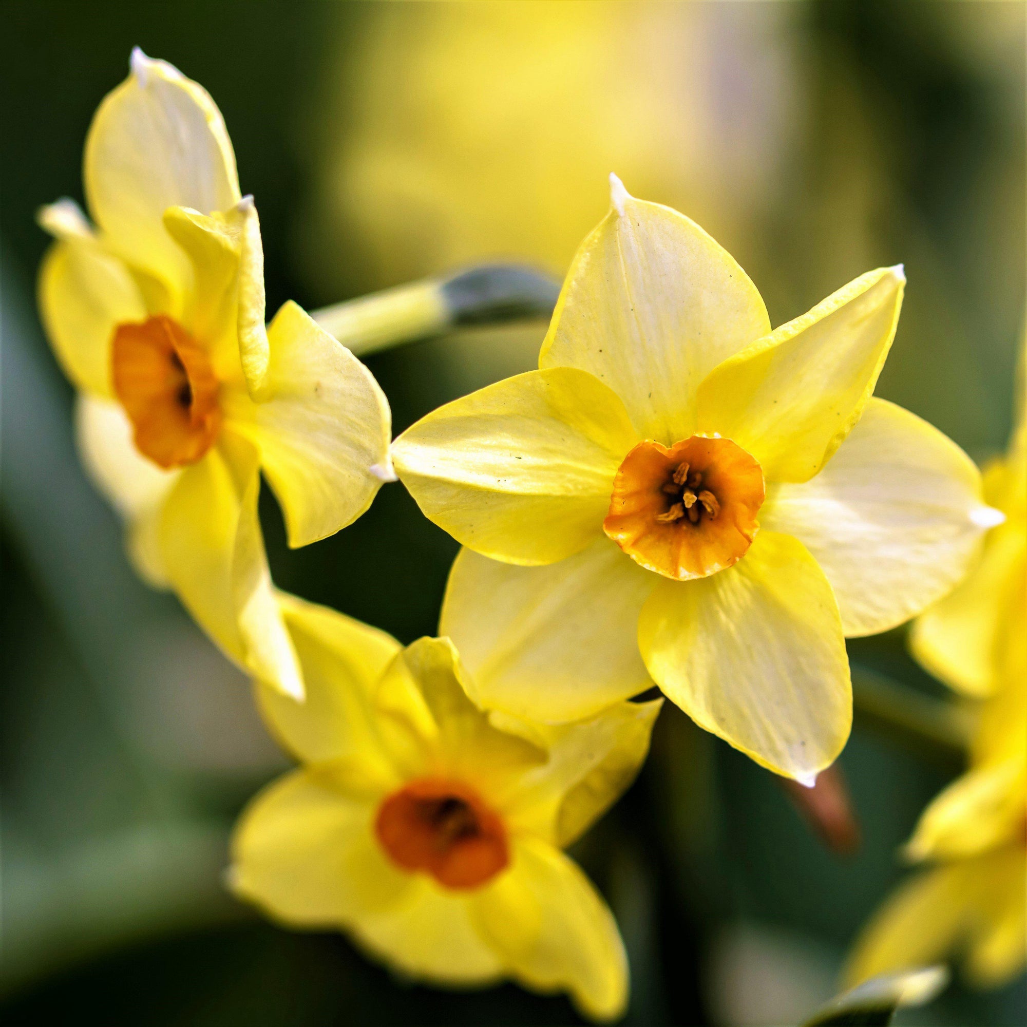 Narcissus - Daffodil Golden Dawn: 10 Bulbs