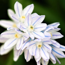 Scilla - Striped Squill Puschkinia: 50 Bulbs