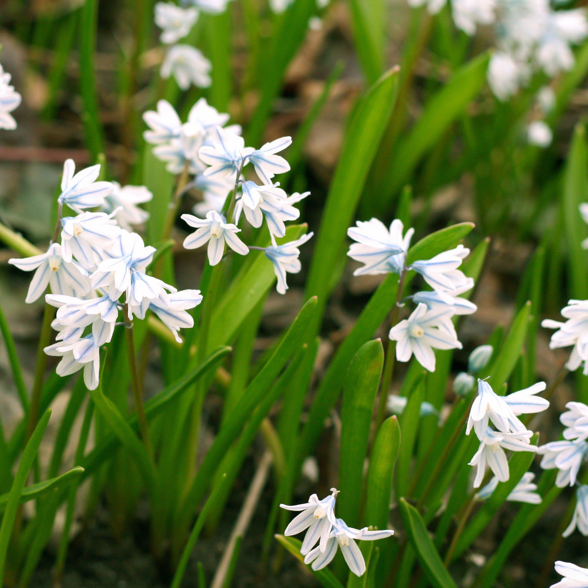 Scilla - Striped Squill Puschkinia: 50 Bulbs