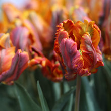 Tulip - Blumex: 10 Bulbs