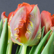 Tulip - Blumex: 10 Bulbs