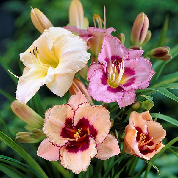 Daylily - Bumper Crop Mix: 10 Bareroots